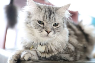 Şirin kedi seyir sakin ol