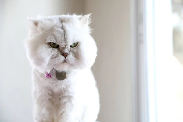 Schattige kat op zoek ontspannen — Stockfoto