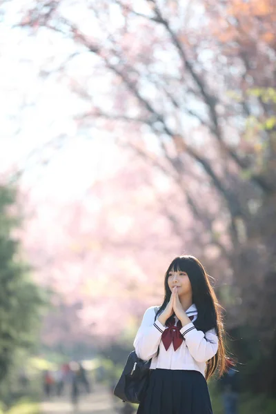 Japanese school girl dress looking sakura flower nature walkway — Stock Photo, Image