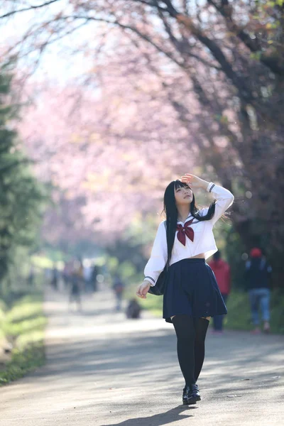 Japanese school girl dress looking sakura flower nature walkway — Stock Photo, Image