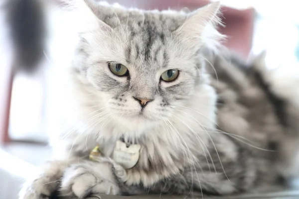 Gato Bonito Olhando Relaxar — Fotografia de Stock