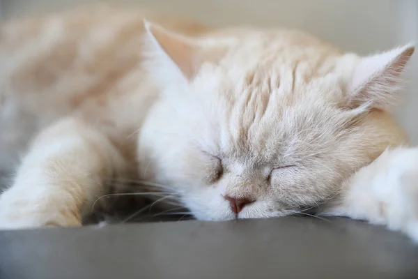 Милий кіт виглядає розслабленим — стокове фото