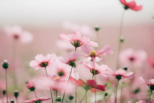 Kozmos çiçekleri arka planda vintage tarzı — Stok fotoğraf