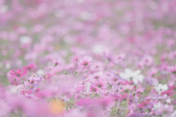 Kosmos Bloemen Achtergrond Vintage Stijl — Stockfoto