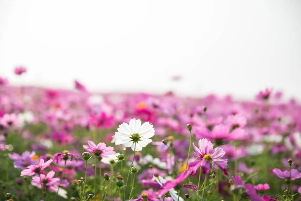 Cosmos Flowers Background Vintage Style — Stock Photo, Image