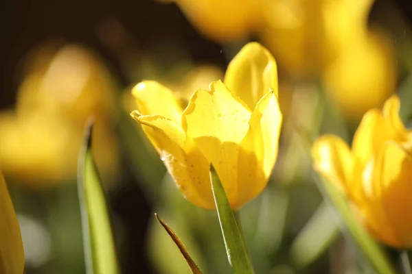 Tulipa Amarela Close — Fotografia de Stock