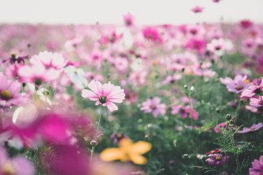 Kozmos çiçekleri arka planda vintage tarzı 