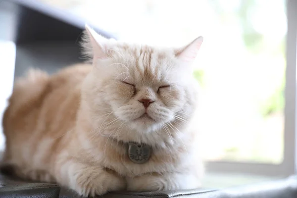 Lindo Gato Buscando Relajarse — Foto de Stock