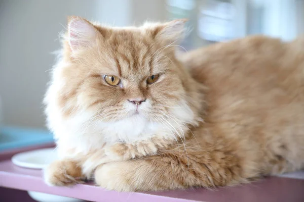 Симпатичный Кот Выглядит Расслабиться — стоковое фото