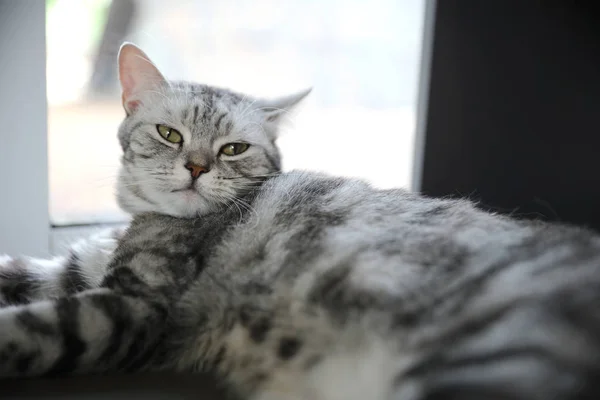 Søt katt ser avslappet ut – stockfoto