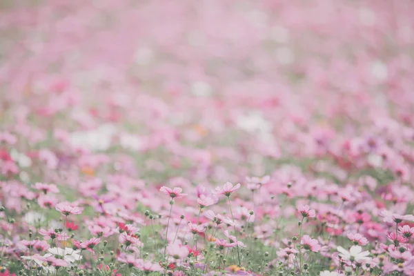 Kosmos bloemen achtergrond in vintage stijl — Stockfoto