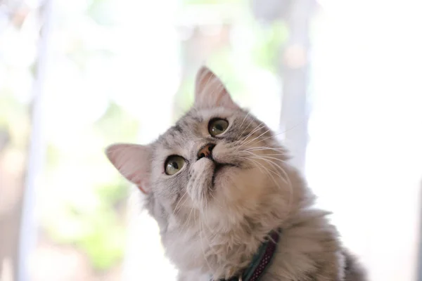 Cute cat looking relax — Stock Photo, Image