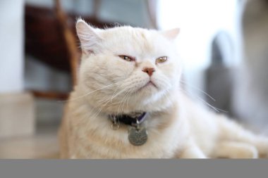 Şirin kedi seyir sakin ol