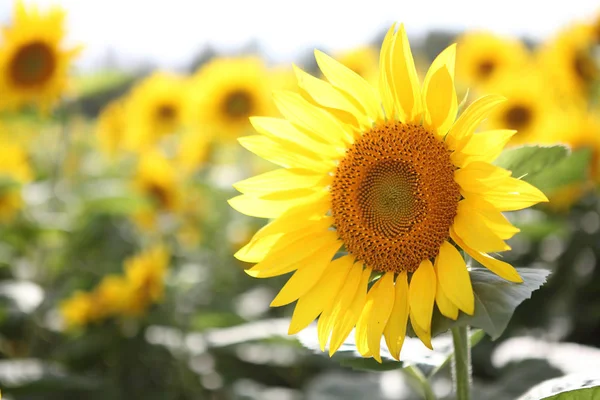 Hermoso campo de girasol en verano — Foto de Stock