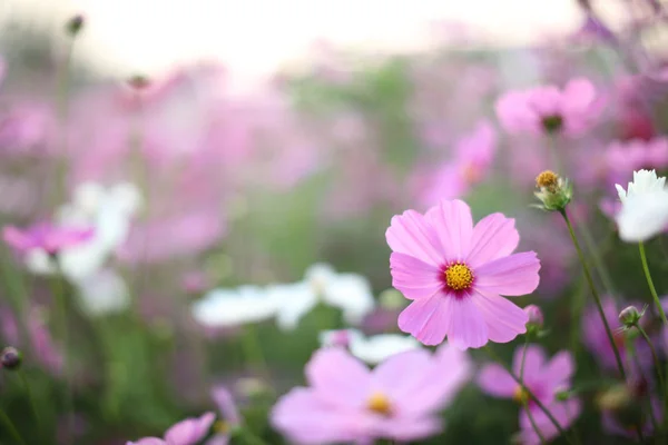 꽃 이 핀 분홍색 꽃으로 뒤덮인 우주의 들판 — 스톡 사진
