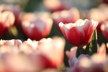 Laleler su damlasıyla yakınlaşır