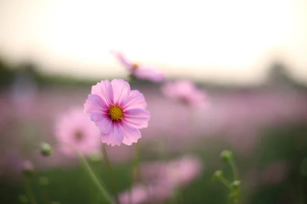 Cosmos Field Pink Flower Close Fower Background — Stock Photo, Image