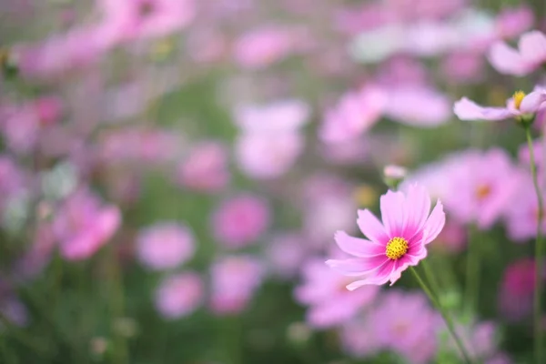 Cosmos Field Pink Flower Close Fower Background — Stock Photo, Image