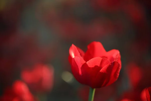 Tulipaner Tett Inntil Vann Dråpe – stockfoto