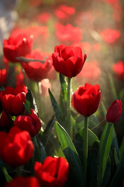 Tulipaner Tett Inntil Vann Dråpe – stockfoto