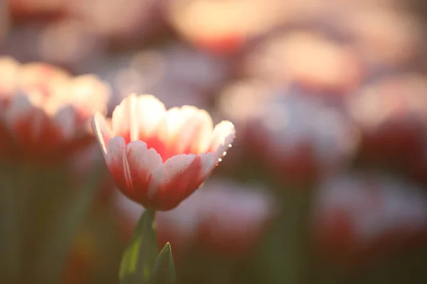 Tulipány Zblízka Kapkou Vody — Stock fotografie