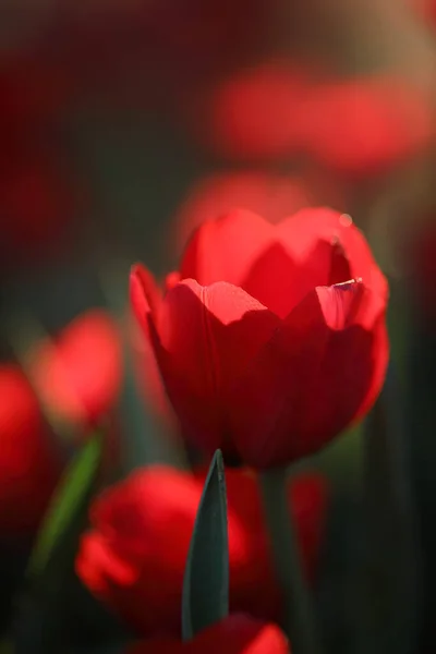 Tulips Close Water Drop — Stock Photo, Image