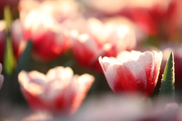 Tulipány Zblízka Kapkou Vody — Stock fotografie