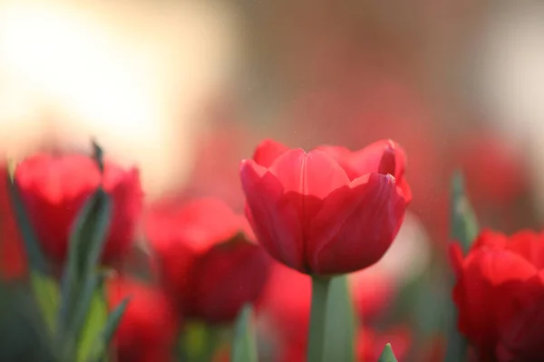 Tulpen Nahaufnahme Mit Wassertropfen — Stockfoto