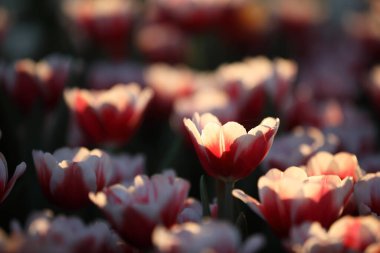 Laleler su damlasıyla yakınlaşır