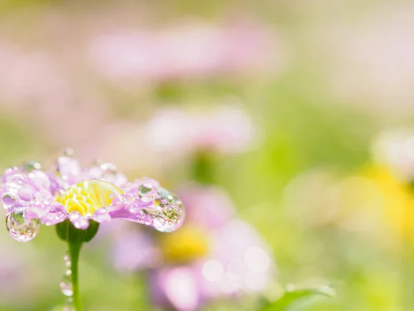 小さなピンクの花が緑の背景に雨滴と共に宇宙のために — ストック写真