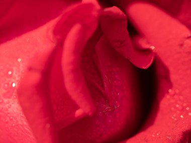 Yağmur damlalı kırmızı gül çiçeği