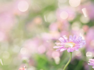 Küçük pembe çiçek, yer için yeşil arka planda yağmur damlası ile yakın plan