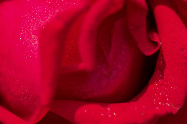 Red rose flower with rain drops close up