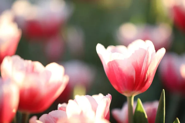 Tulipány Zblízka Kapkou Vody — Stock fotografie