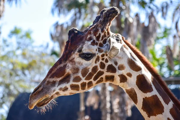 Giraffa allo zoo — Foto Stock