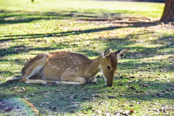 Portre Kızıl geyik — Stok fotoğraf
