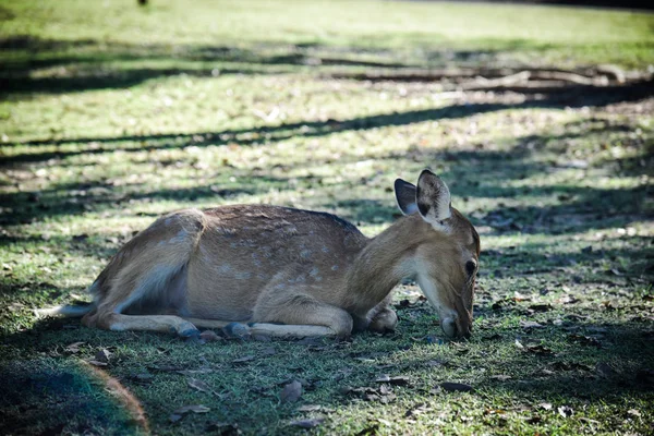 Portre Kızıl geyik — Stok fotoğraf