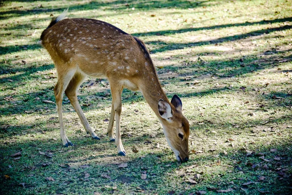 Portrait cerf rouge — Photo