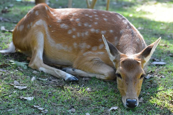 Portret red deer — Zdjęcie stockowe