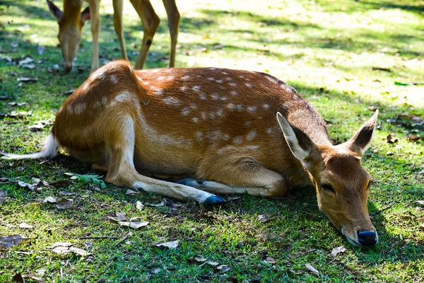 Portrait cerf rouge — Photo