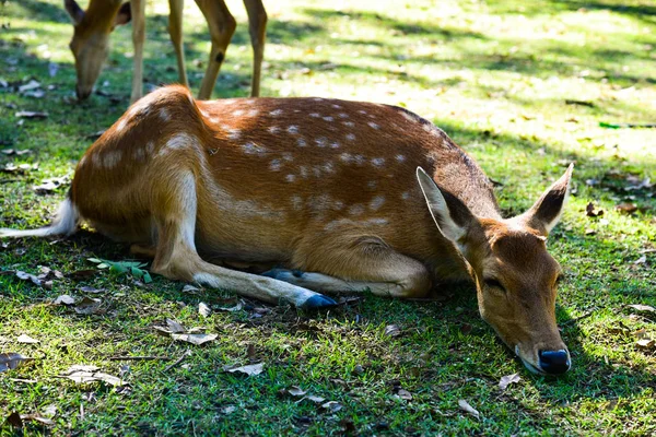 Portrait cerf rouge — Photo