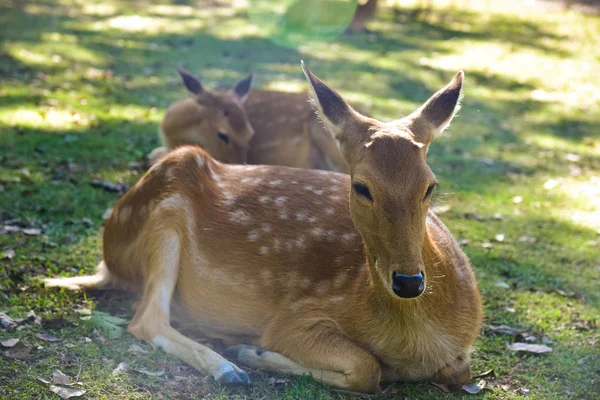 Portret red deer — Zdjęcie stockowe