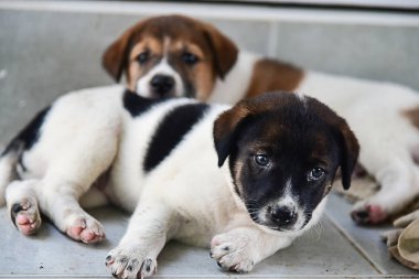 Merdivenlerde yalan köpek yavrusu
