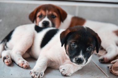 Merdivenlerde yalan köpek yavrusu