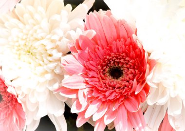 Pembe çiçek çiçek taze