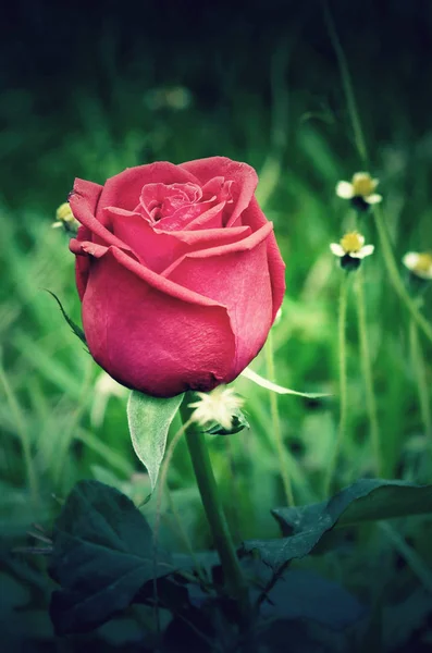 Red Bud Roses Garden — Stock Photo, Image