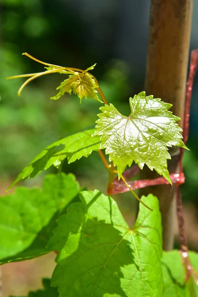 Uvas Verdes Frescas Izquierda —  Fotos de Stock