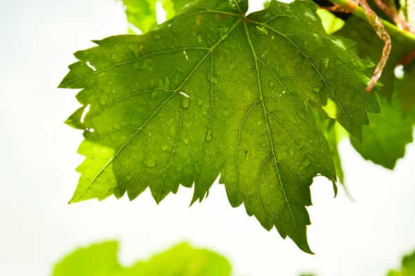 Verse Groene Druiven Links — Stockfoto