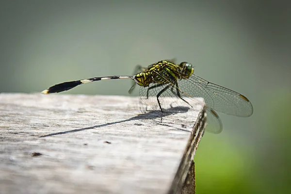 Ajuste Libélula Madera — Foto de Stock