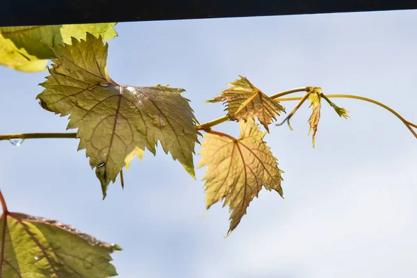 Fresh Green Grapes Left — Stock Photo, Image